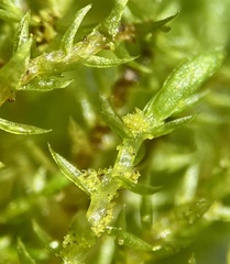 Bryum gemmiferum