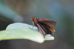 Miltomiges cinnamomea