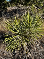 Yucca glauca glauca