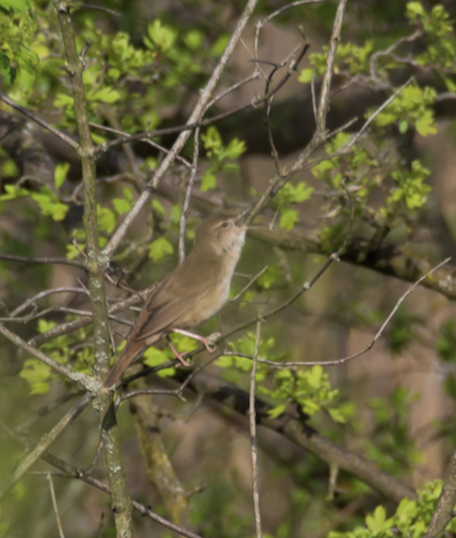 Savi's Warbler