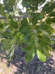 Cupaniopsis anacardioides