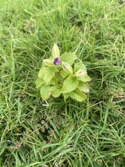 Torenia fournieri