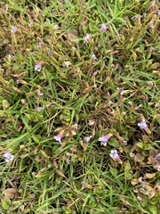 Torenia crustacea