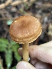 Paralepista