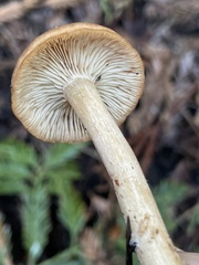 Paralepista