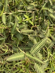 Chamaecrista mimosoides