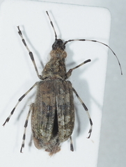Anthribidae