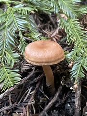 Paralepista