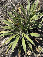 Yucca filamentosa