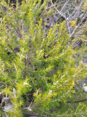 Erica arborea