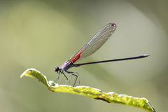 Hetaerina rosea