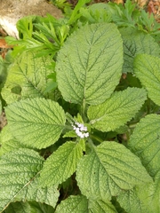 Heliotropium