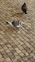 Columba livia domestica