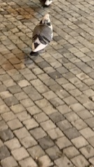 Columba livia domestica