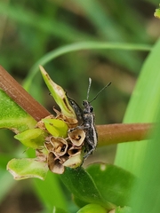 Naupactus tucumanensis