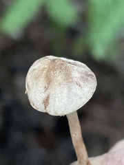 Cystolepiota