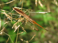 Protenor belfragei