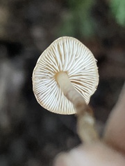 Cystolepiota