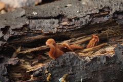 Antrodiella