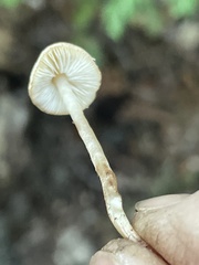 Cystolepiota