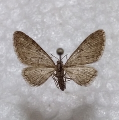 Eupithecia abbreviata