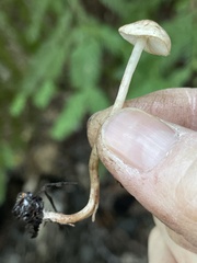 Cystolepiota