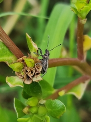 Naupactus tucumanensis