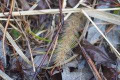 Setaria pumila