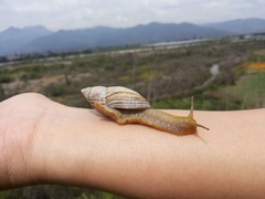 Plectostylus reflexus