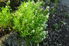 Lobularia maritima maritima