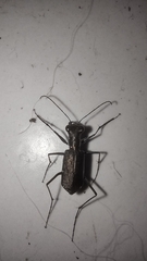 Odontocheila