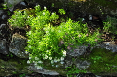 Lobularia maritima maritima