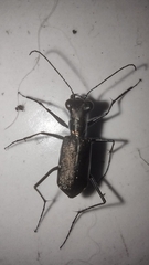 Odontocheila