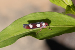 Tettisama quinquemaculata