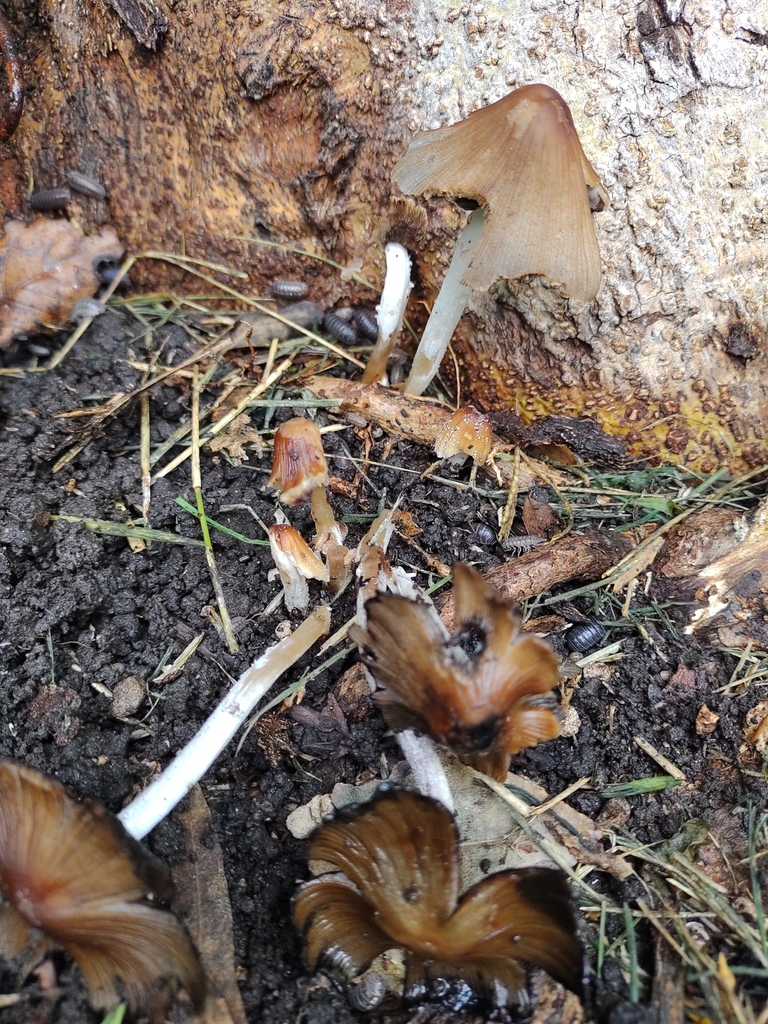 Coprinellus domesticus · January 2023 · photo: © marienbeguelin (iNaturalist, cc-by)