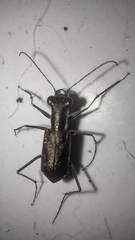 Odontocheila