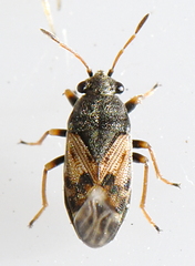 Acompus pallipes