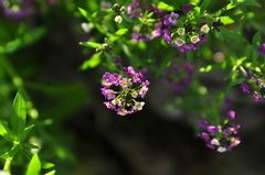 Lobularia maritima maritima