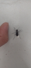 Odontocheila
