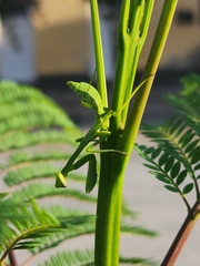 Stagmatoptera hyaloptera