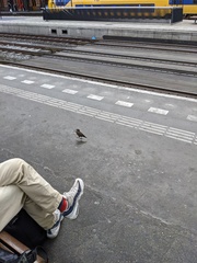 Sturnus vulgaris
