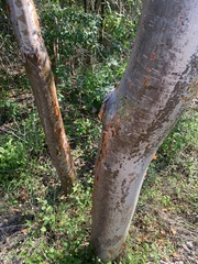 Bursera simaruba