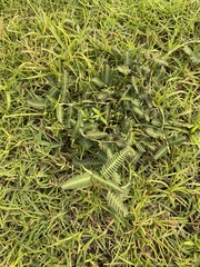 Chamaecrista mimosoides