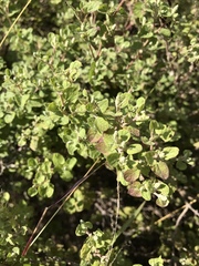 Angiospermae