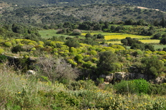 Euphorbia dendroides