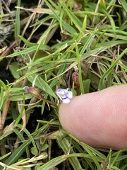 Torenia crustacea
