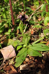 Ophrys ferrum-equinum