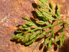 Cryptogramma crispa