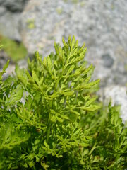 Cryptogramma crispa