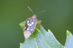Oebalus